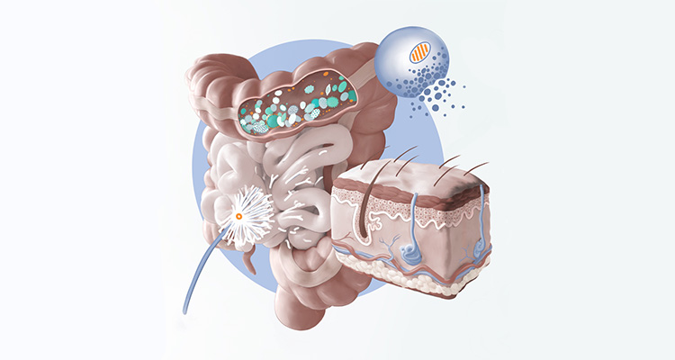 ارتباط روده و درخشش پوست